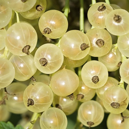 Ribes rubrum 'Zitavia' - Valge sõstar 'Zitavia' C3/3L